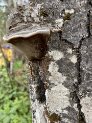 Phellinus