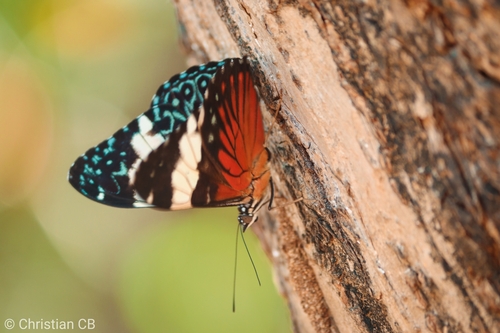 Red Cracker