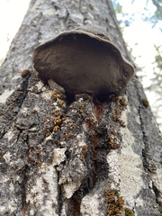 Phellinus