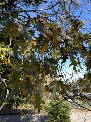 Quercus kelloggii