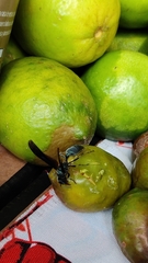 Synoeca septentrionalis