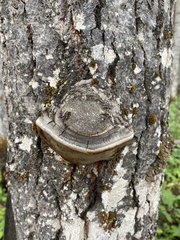 Phellinus