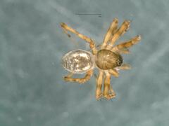 Lepthyphantes leprosus