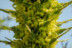 Puya chilensis