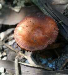 Leratiomyces ceres