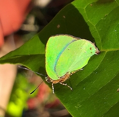 Cyanophrys herodotus