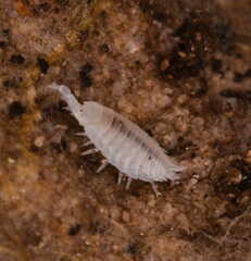 Platyarthrus hoffmannseggii