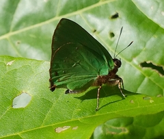 Cyanophrys herodotus