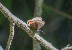 Biblis hyperia