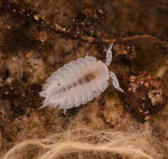 Platyarthrus hoffmannseggii