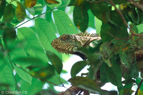 Green Iguana
