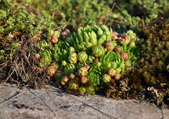Sempervivum globiferum