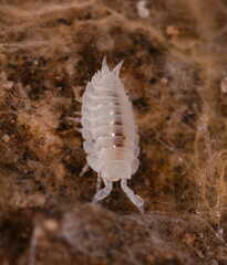 Platyarthrus hoffmannseggii