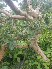 Ficus glumosa