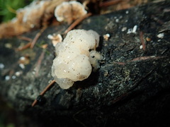 Naematelia encephala