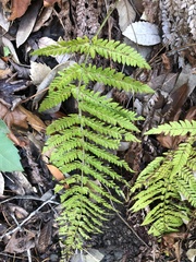 Polystichum dudleyi