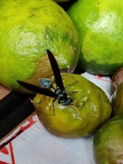 Synoeca septentrionalis
