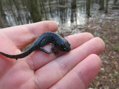 Ambystoma talpoideum