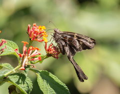 Chioides