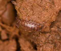 Chaetophiloscia cellaria