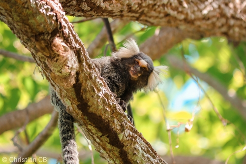 Common Marmoset