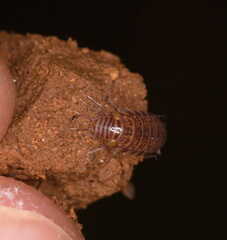 Chaetophiloscia cellaria