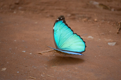 Morpho menelaus coeruleus