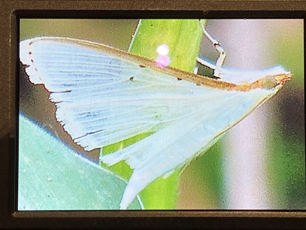 Four-spotted Palpita Moth from Willow Lakes Trail, Alamo, TX, US on ...
