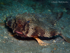 Ogcocephalus cubifrons