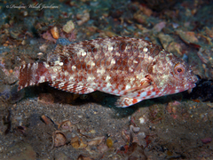 Sparisoma chrysopterum