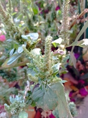 Amaranthus