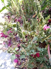 Amaranthus