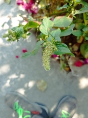 Amaranthus