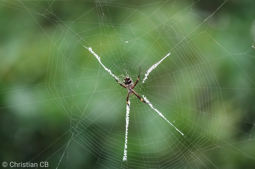 Silver Garden Orbweaver