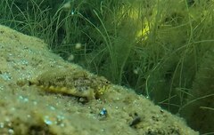 Cottus aleuticus