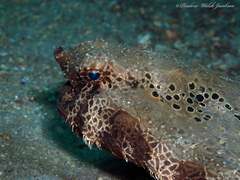 Ogcocephalus cubifrons