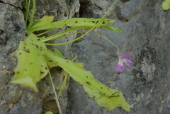 Pinguicula longifolia