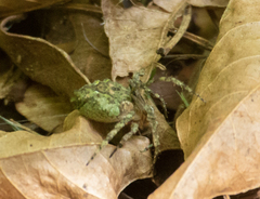 Parawixia