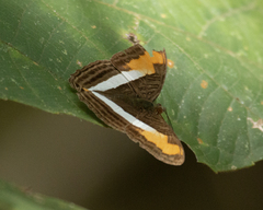 Adelpha cytherea
