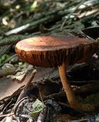 Leratiomyces ceres