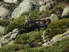 Capra pyrenaica victoriae