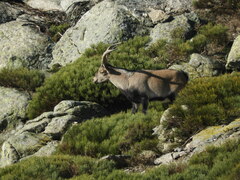 Capra pyrenaica victoriae