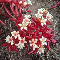 Crassula expansa