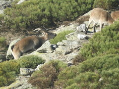 Capra pyrenaica victoriae