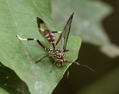 Macrojoppa