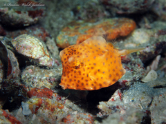 Acanthostracion polygonium