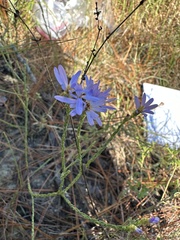 Symphyotrichum adnatum