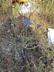 Symphyotrichum adnatum