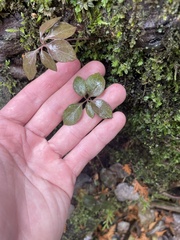 Polygaloides paucifolia
