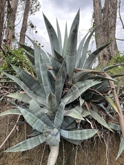 Agave cordillerensis